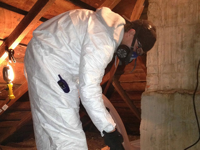 bat removal tech completing attic restoration