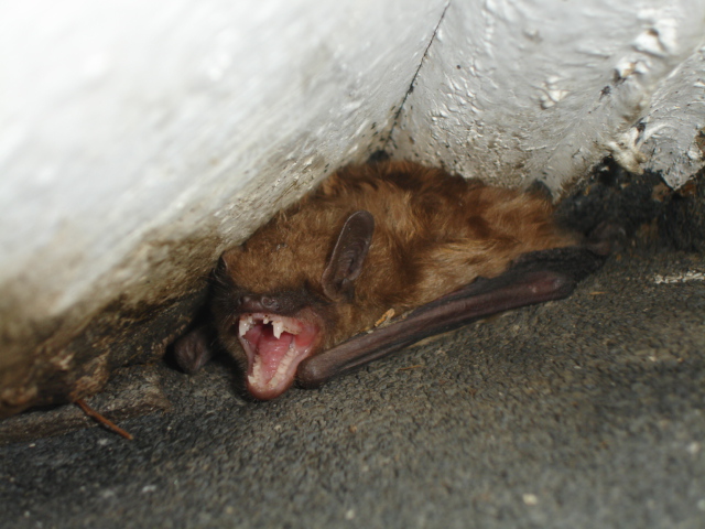 bats in house