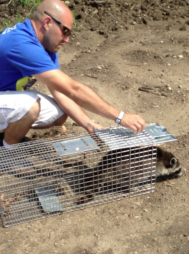Humane Raccoon Removal