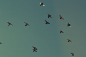 Michigan Bird Removal