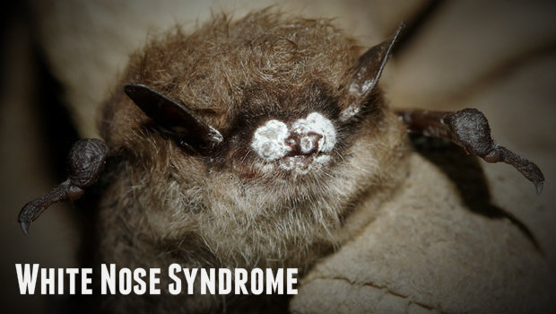 Resources On White Nose Syndrome In Bats