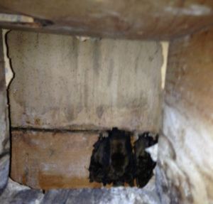 bats in attic