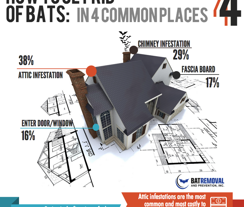 How To Get Rid Of Bats In Four Common Places