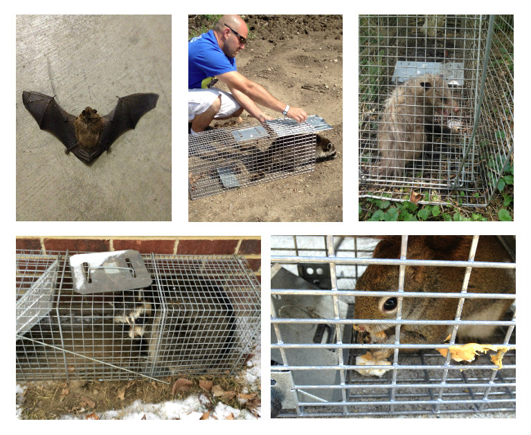 bat Control In West Michigan