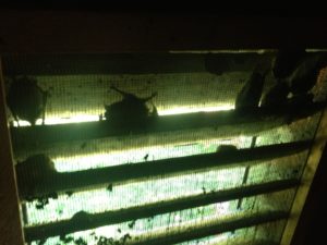 how do bats get in my house