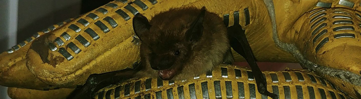 Close up of technician holding a removed bat in his gloved hands