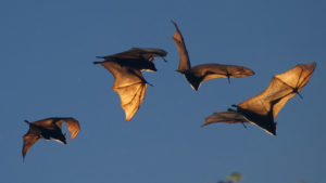 bats