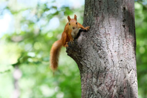 squirrel in the tree