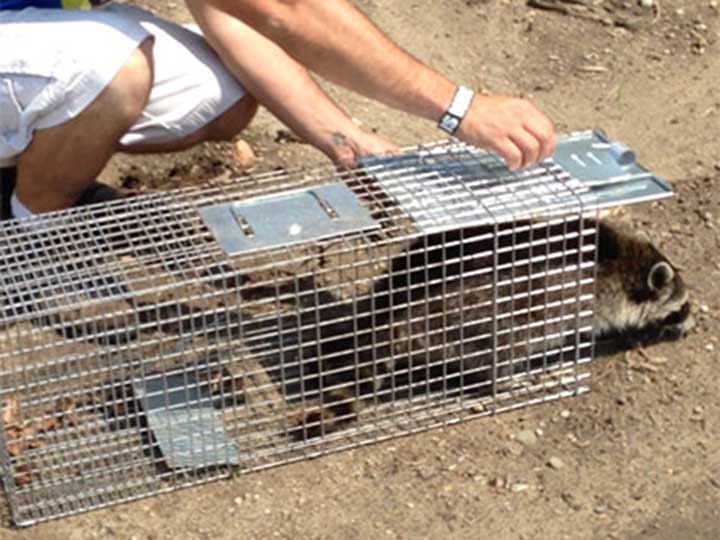 raccoon removal