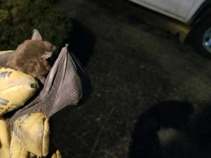 bat removed from home