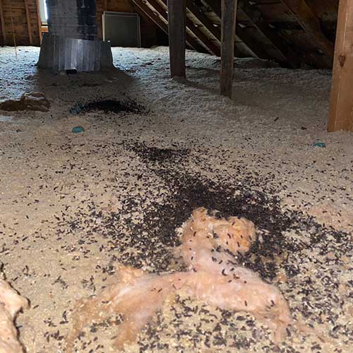 Attic insulation covered in guano prior to attic restoration