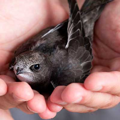 Close up of hands holding a bird after removal