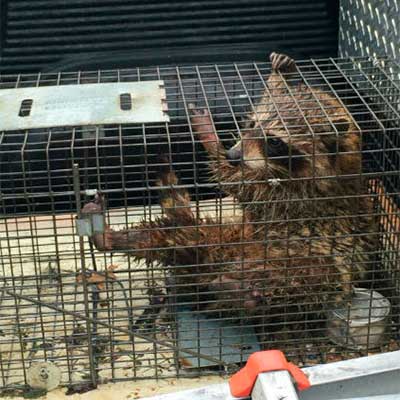 Raccoon in a trap after removal