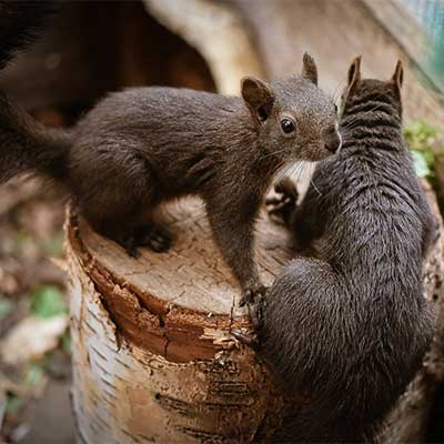 Close up of two squirrels standing on tree stump
