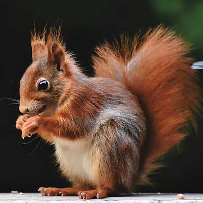 Close up of red squirrel eating a seed