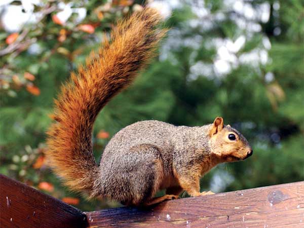 My Bat Guy - Squirrel Removal